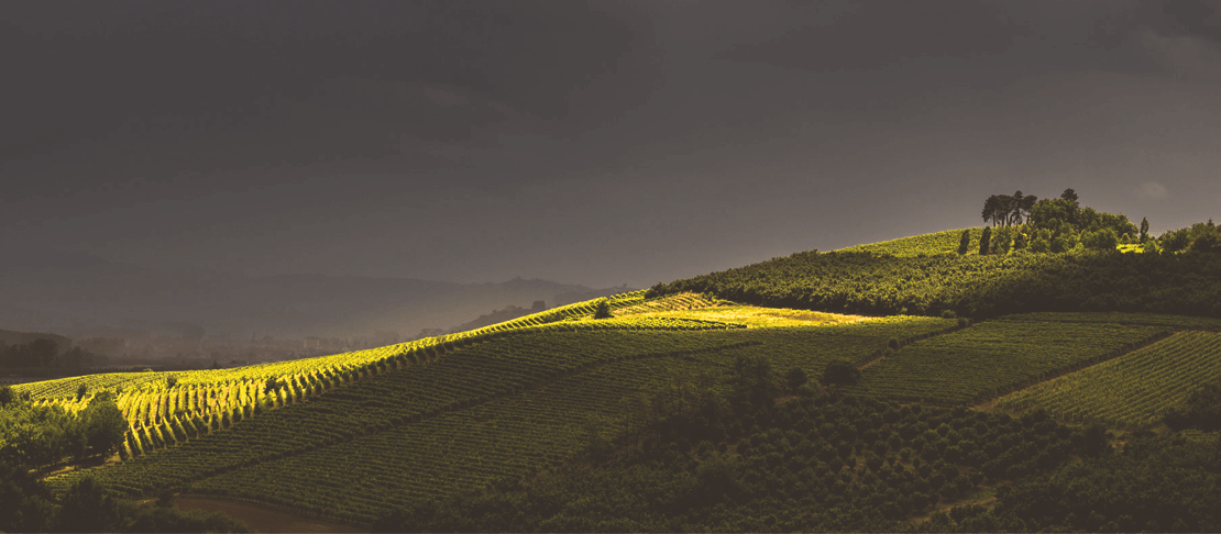 Banner Azienda Agricola Bruno Rocca