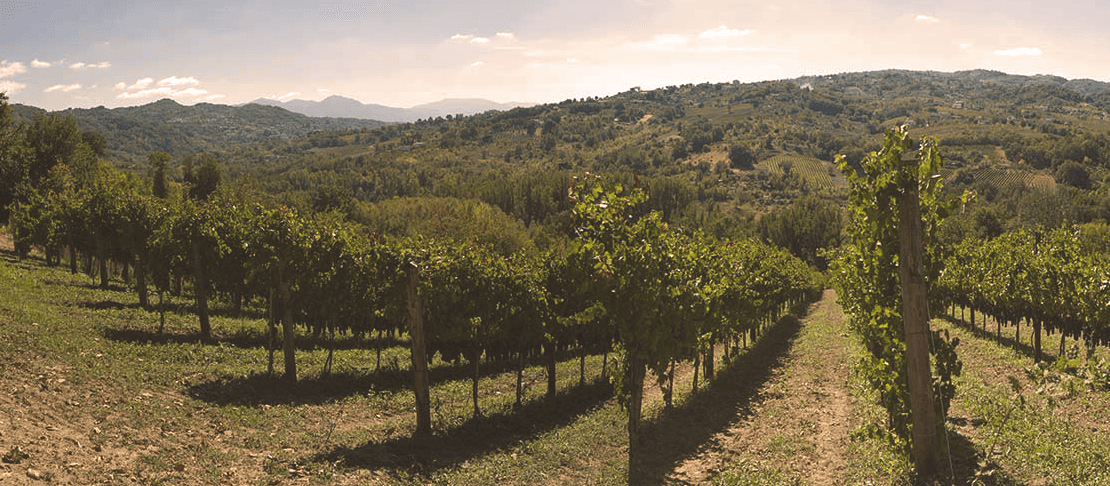 Banner Vinosia