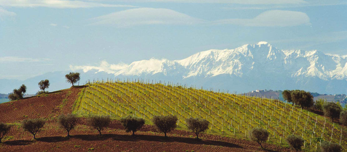 Banner Poderi Capecci