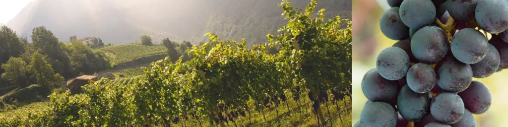 Die besten Blauburgunder Weine Südtirols 2 Beste Blauburgunder Weine Südtirols