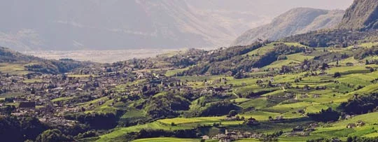 Die Top 10 in Südtirol: Weine und Winzer 1 Beste Suedtiroler Weine